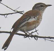 White-browed Scrub Robin