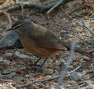 Karoo Scrub Robin