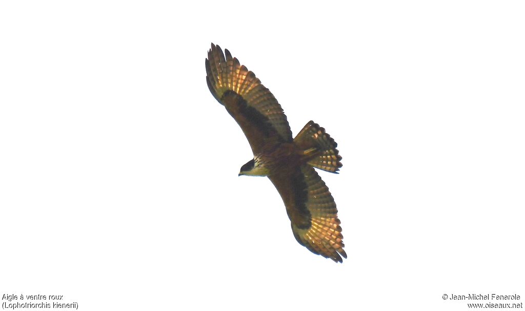 Rufous-bellied Eagle