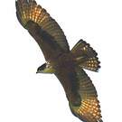 Aigle à ventre roux