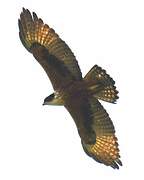 Rufous-bellied Eagle