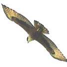 Aigle à ventre roux
