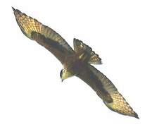 Rufous-bellied Eagle