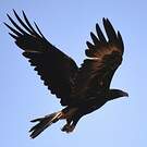 Aigle d'Australie