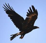 Wedge-tailed Eagle