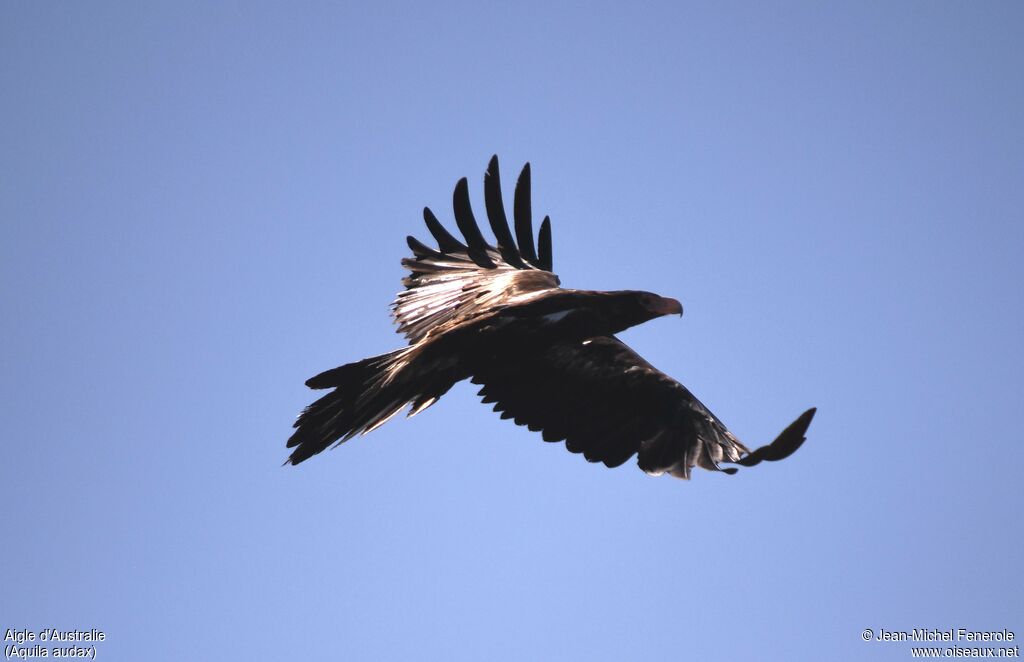 Aigle d'Australie