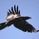Aigle d'Australie