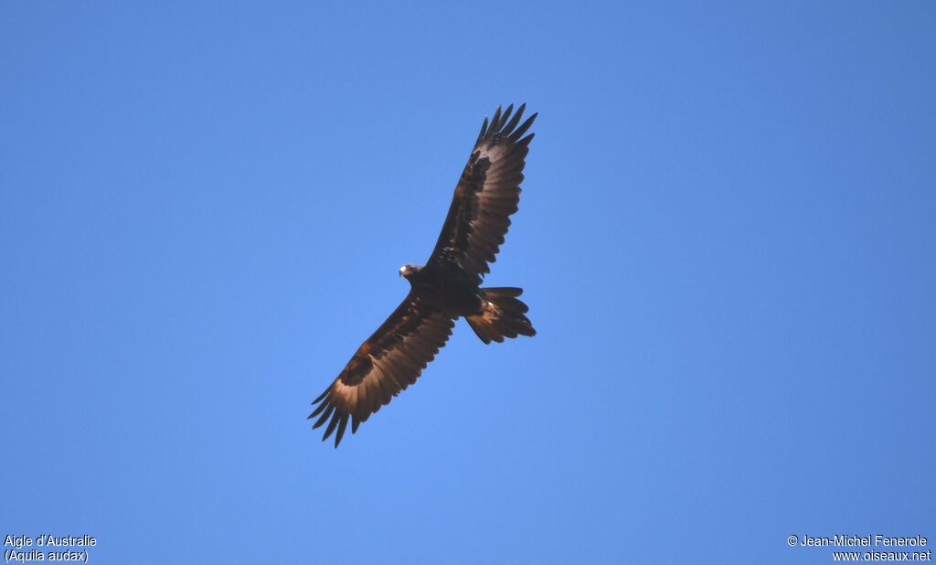 Wedge-tailed Eagle