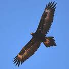 Aigle d'Australie