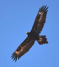 Aigle d'Australie