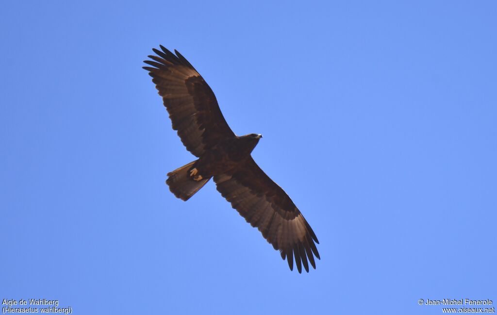 Wahlberg's Eagle