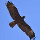 Aigle de Wahlberg