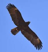 Wahlberg's Eagle