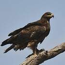 Aigle des steppes