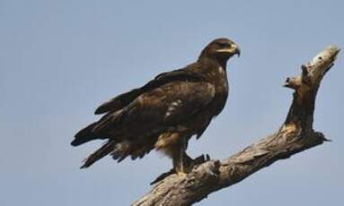 Aigle des steppes