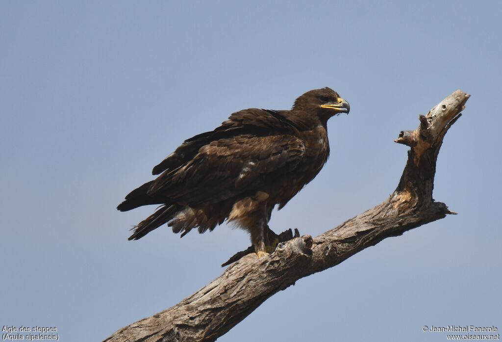 Aigle des steppes