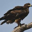 Aigle des steppes