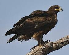 Steppe Eagle