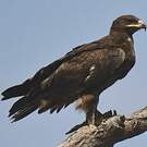 Aigle des steppes
