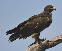 Steppe Eagle