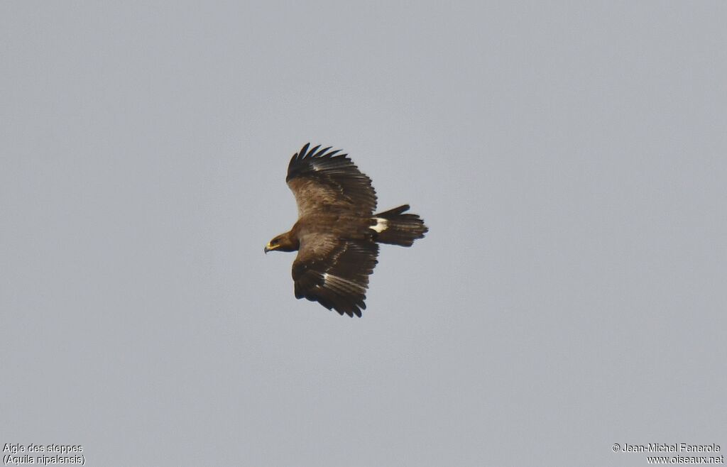 Steppe Eagle