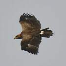 Aigle des steppes