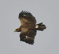 Steppe Eagle