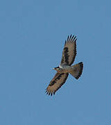 African Hawk-Eagle