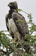 Martial Eagle