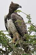 Martial Eagle