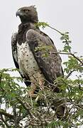 Martial Eagle