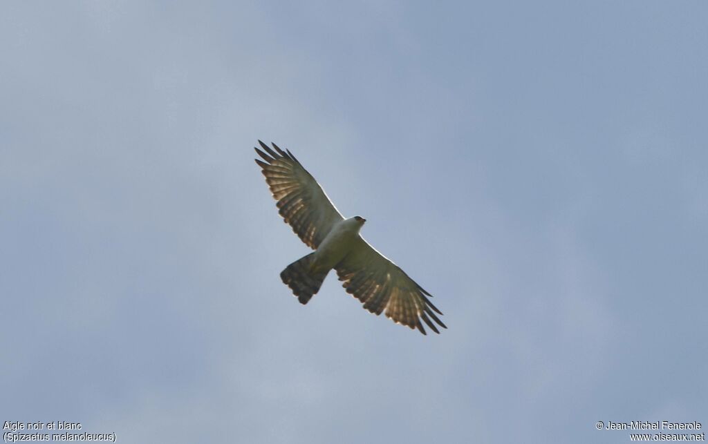 Aigle noir et blanc