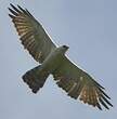 Aigle noir et blanc