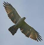 Aigle noir et blanc