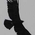 Aigle noir