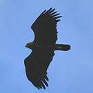 Aigle pomarin