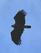 Lesser Spotted Eagle