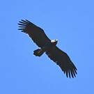 Aigle pomarin