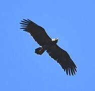 Lesser Spotted Eagle