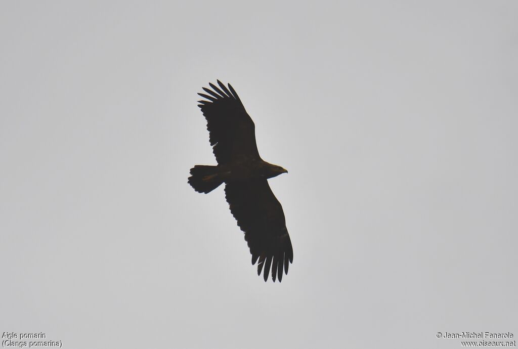 Lesser Spotted Eagle