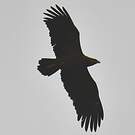 Aigle pomarin