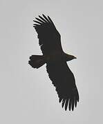 Lesser Spotted Eagle