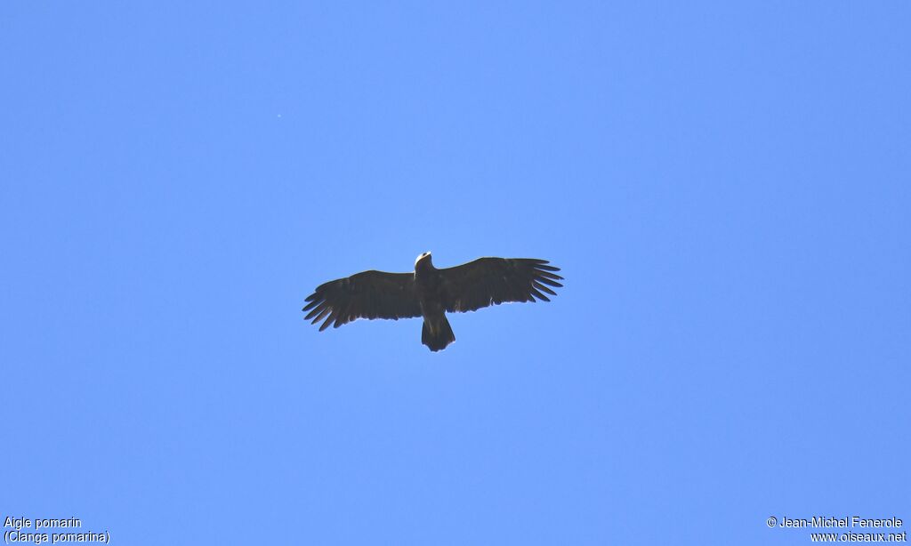 Lesser Spotted Eagle