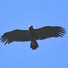 Aigle pomarin