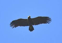 Lesser Spotted Eagle