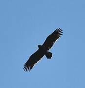 Lesser Spotted Eagle