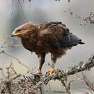Aigle pomarin