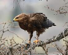 Aigle pomarin