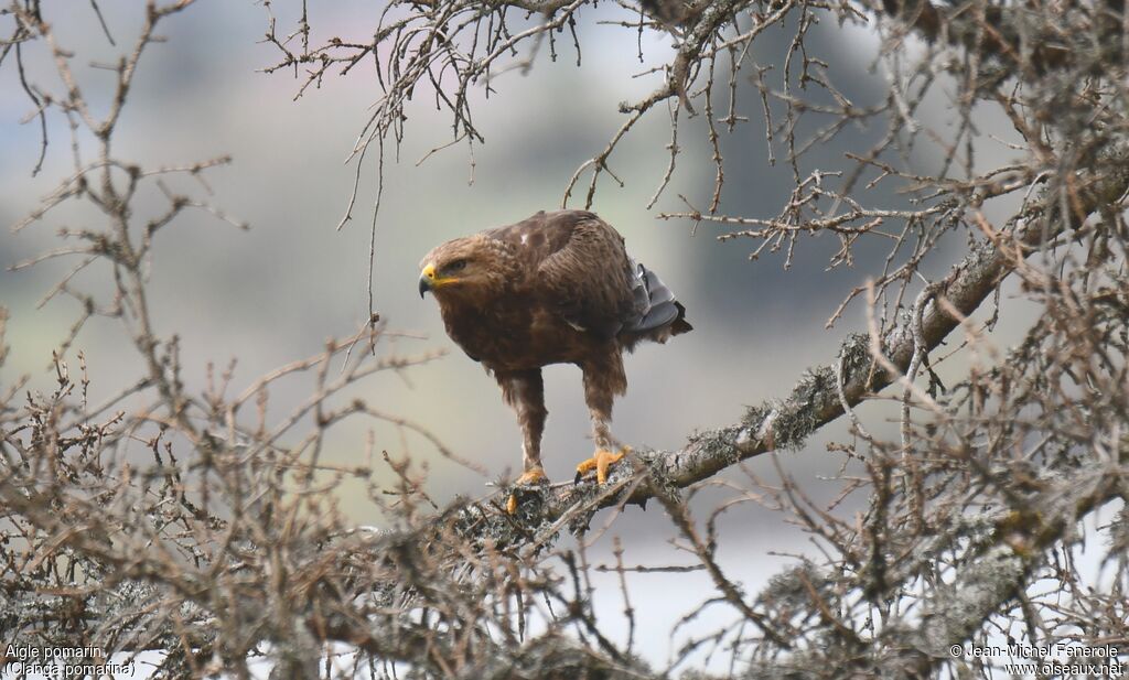 Aigle pomarin