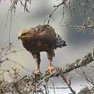 Aigle pomarin